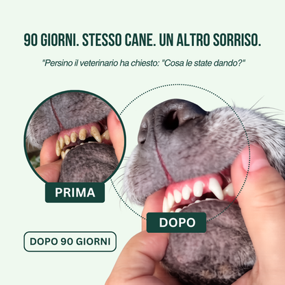 Spray Dentale BauPaw™ – Elimina i batteri che causano tartaro e alito cattivo nei cani